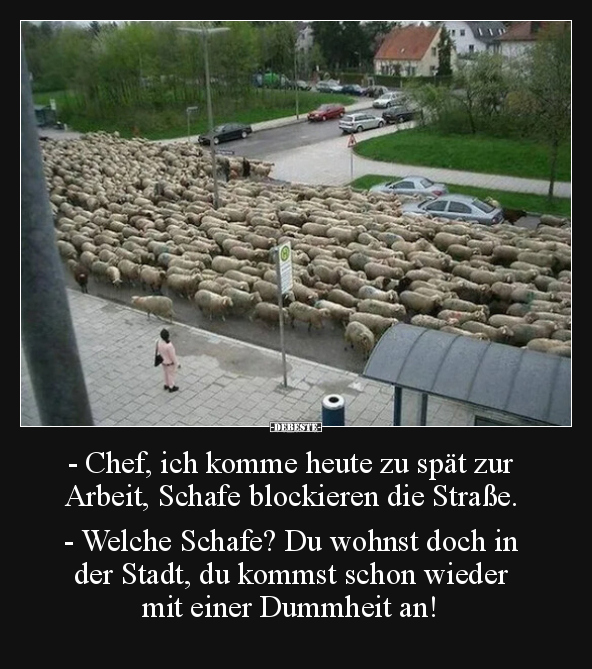 - Chef, ich komme heute zu spät zur Arbeit, Schafe.. - Lustige Bilder | DEBESTE.de