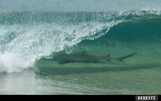  - Lustige Bilder | DEBESTE.de