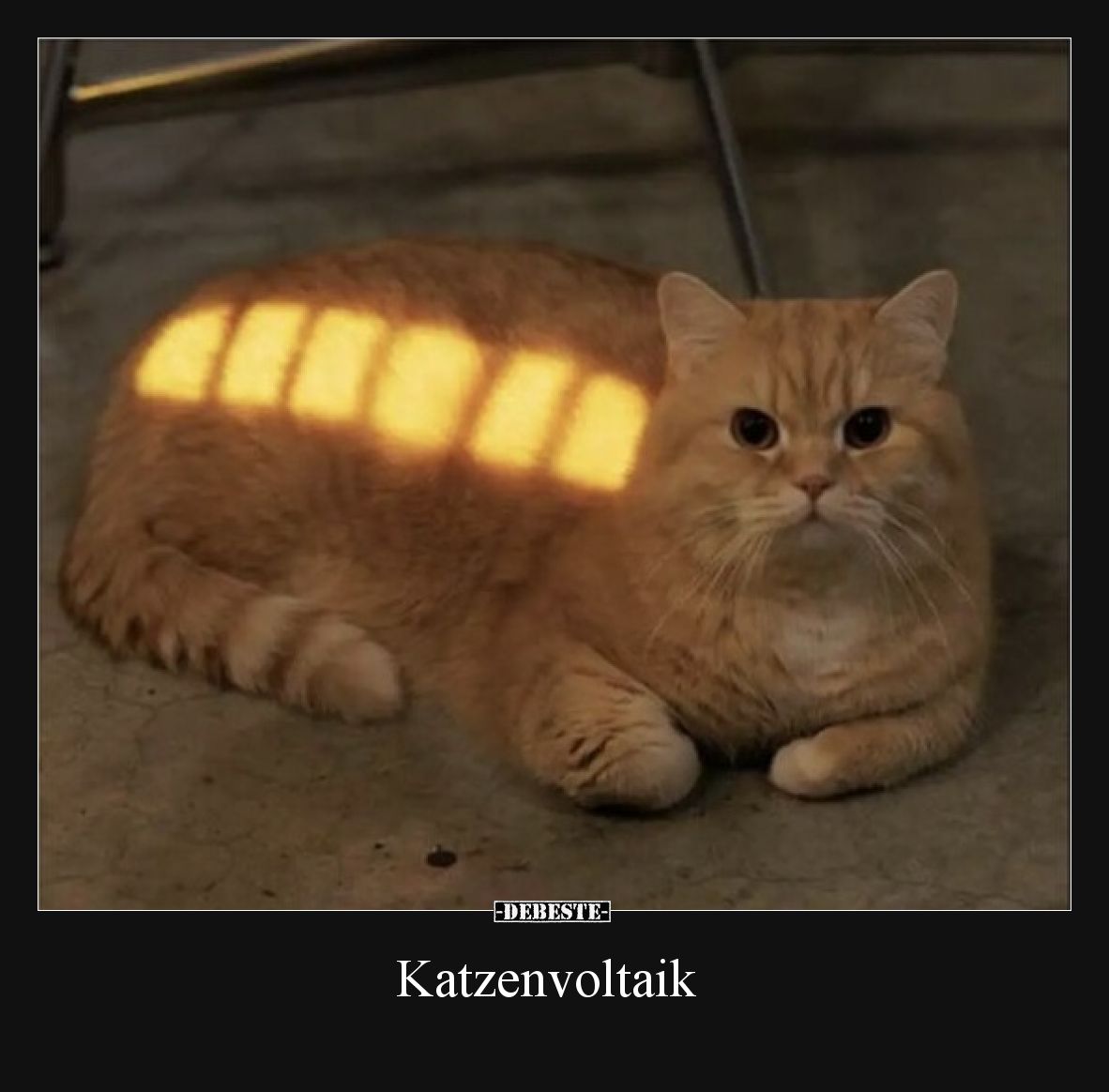 Katzenvoltaik