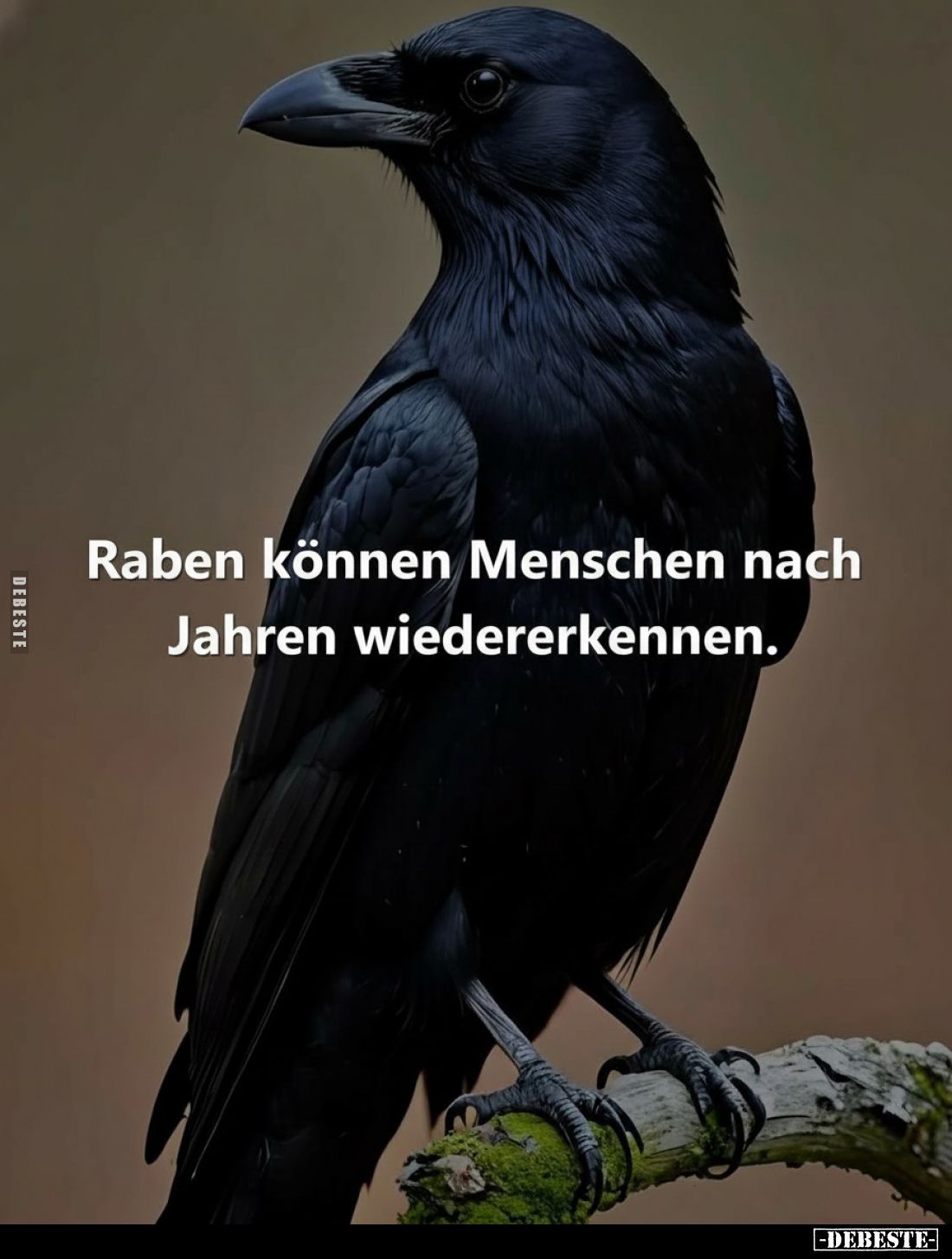 Raben können Menschen nach Jahren wiedererkennen.