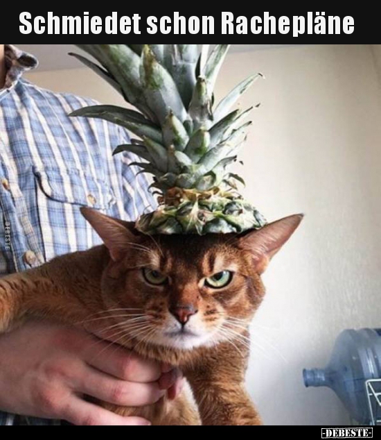 Schmiedet schon Rachepläne..