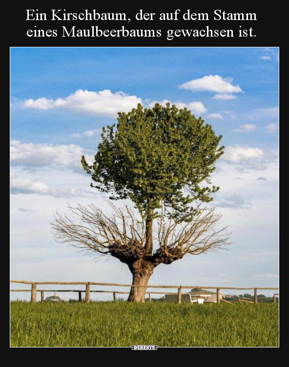 Ein Kirschbaum, der auf dem Stamm eines Maulbeerbaums.. - Lustige Bilder | DEBESTE.de