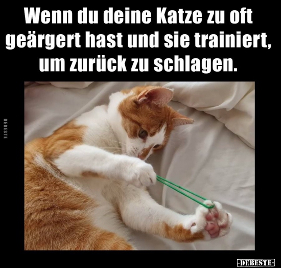 Wenn du deine Katze zu oft geärgert hast und sie trainiert..