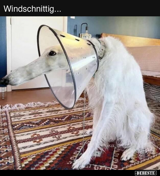 Windschnittig... - Lustige Bilder | DEBESTE.de