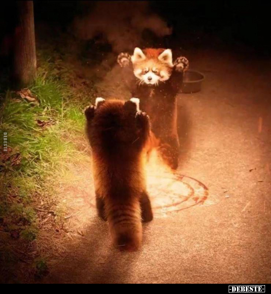  - Lustige Bilder | DEBESTE.de