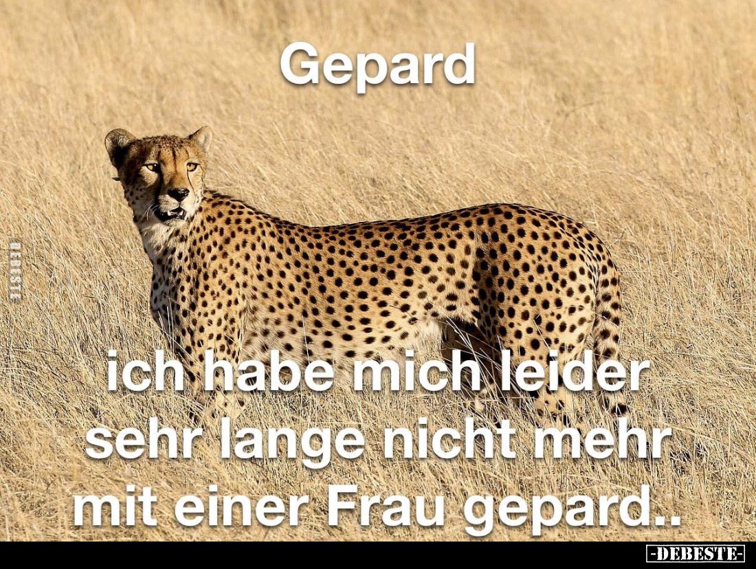 Gepard ich habe mich leider sehr lange nicht mehr mit einer Frau gepard..