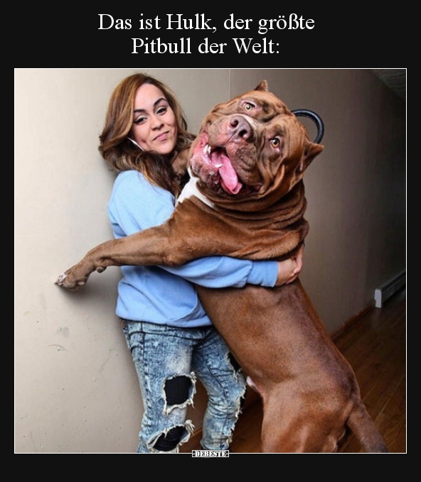 Das ist Hulk, der größte Pitbull der Welt.. - Lustige Bilder | DEBESTE.de