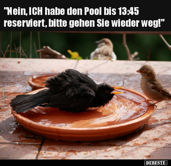 "Nein, ich habe den Pool bis 13:45 reserviert.." - Lustige Bilder | DEBESTE.de