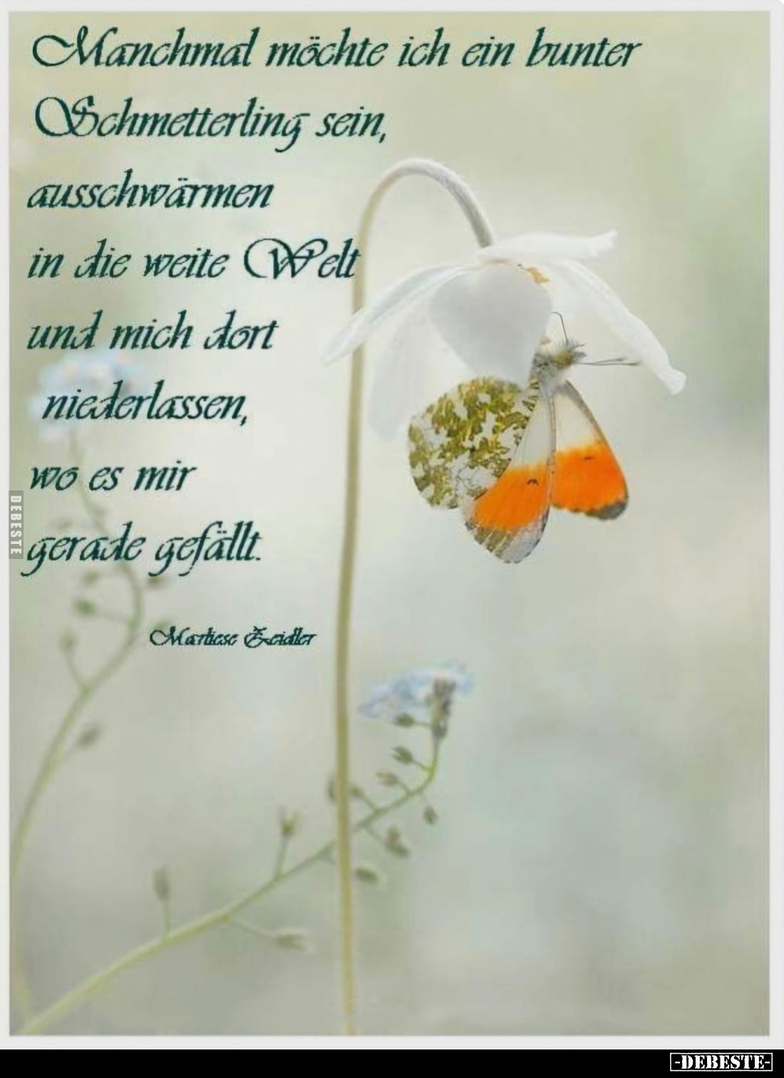 Manchmal möchte ich ein bunter Schmetterling sein, ausschwärmen in die weite Welt und mich dort niederlassen, wo es mir gerad...