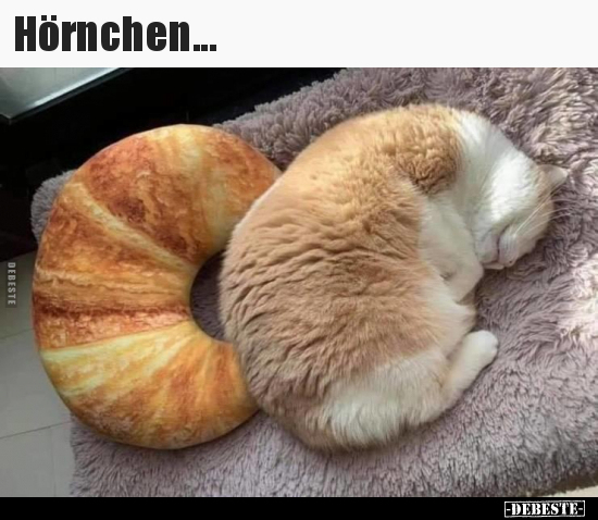 Hörnchen...