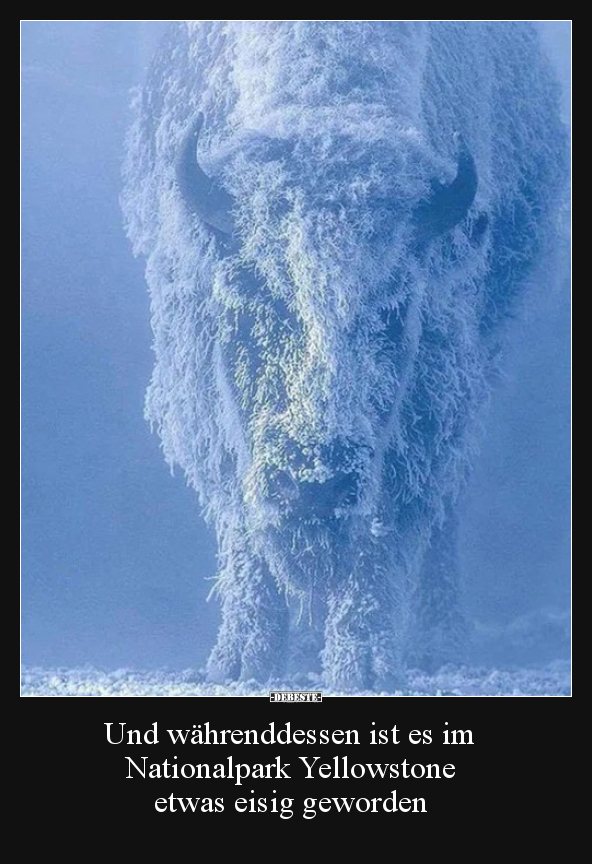 Und währenddessen ist es im Nationalpark Yellowstone.. - Lustige Bilder | DEBESTE.de