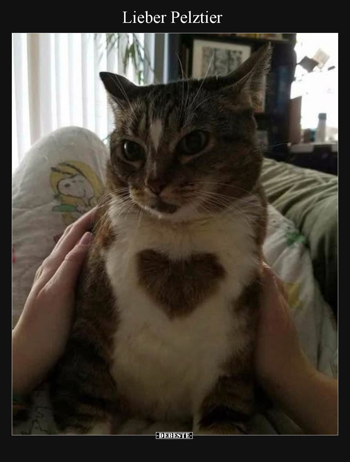 Lieber Pelztier