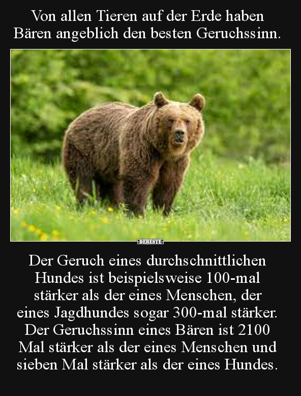 Von allen Tieren auf der Erde haben Bären angeblich den.. - Lustige Bilder | DEBESTE.de