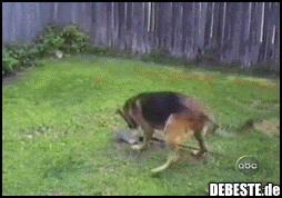 Das hat er verdient er hat den Hund getreten..