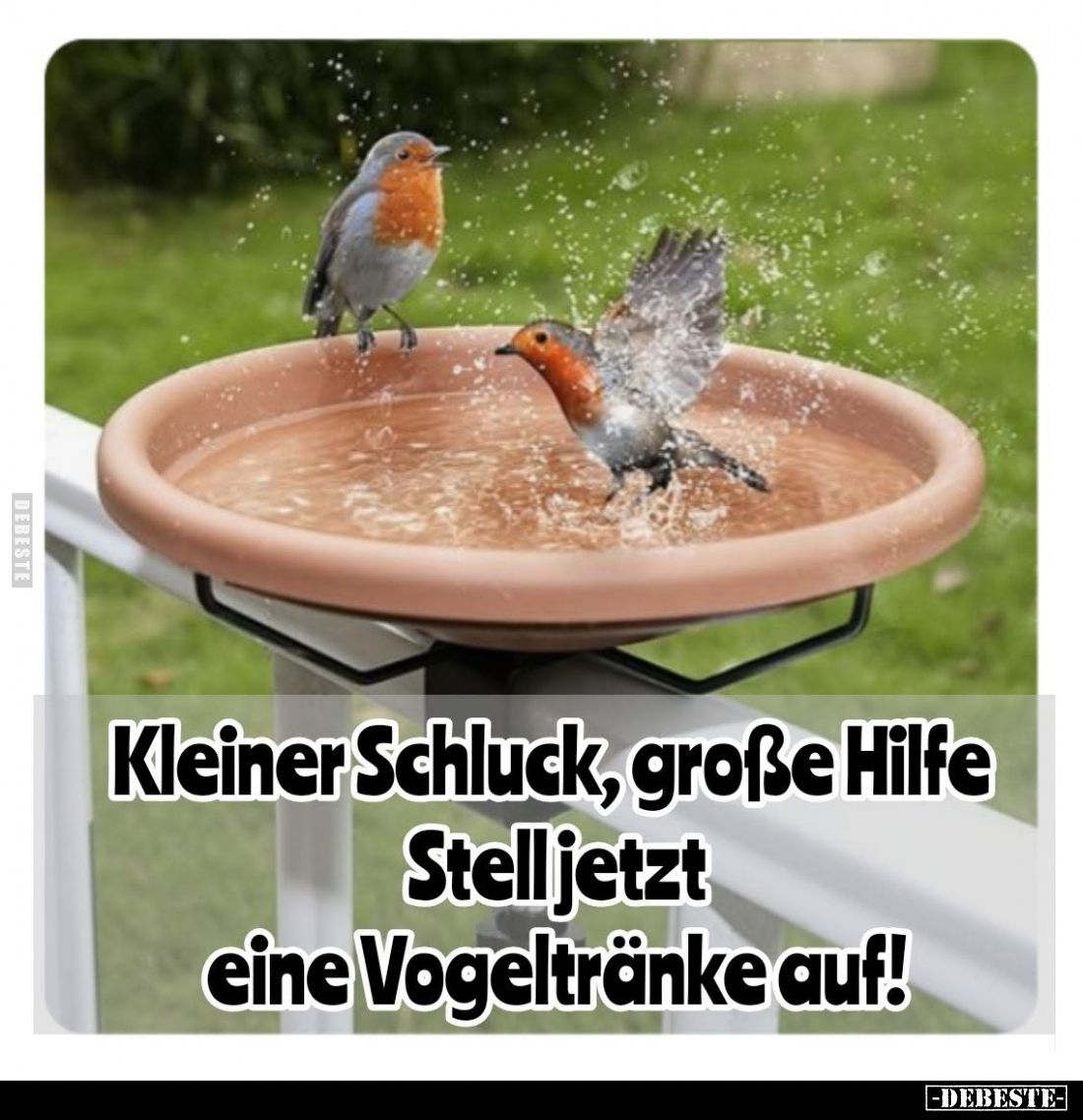 Kleiner Schluck, große Hilfe Stell jetzt eine Vogeltränke auf!