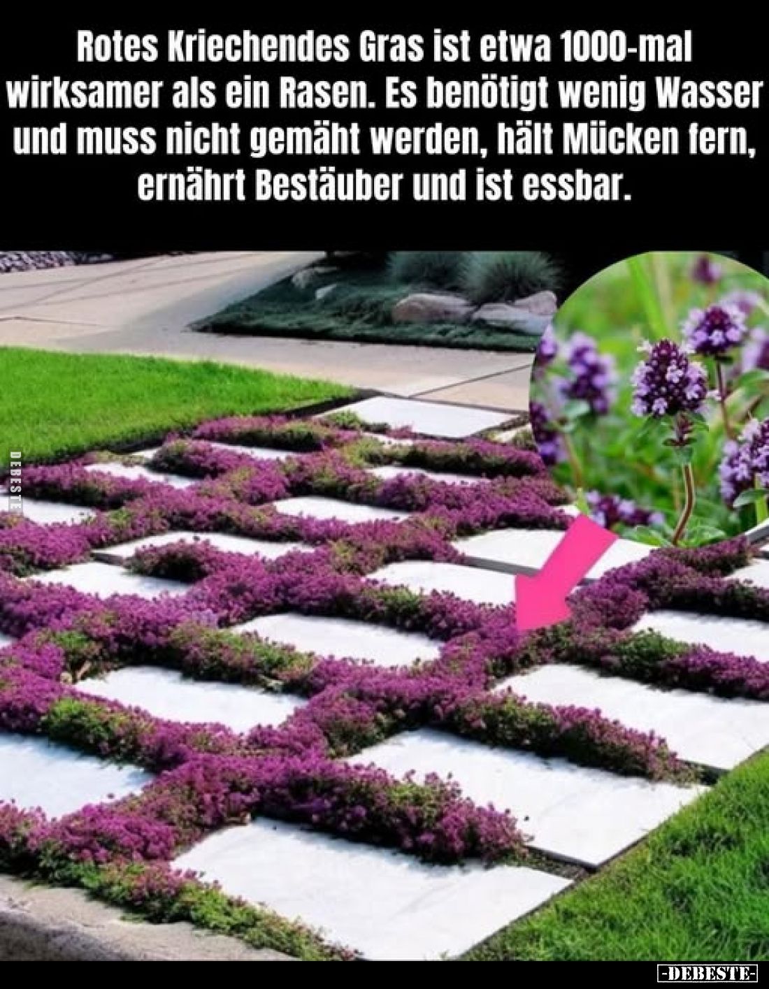 Rotes Kriechendes Gras ist etwa 1000-mal wirksamer als ein Rasen. Es benötigt wenig Wasser und muss nicht gemäht werden, hält...