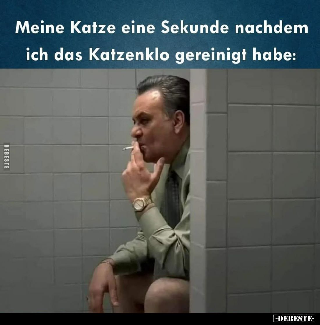 Meine Katze eine Sekunde nachdem ich das Katzenklo gereinigt habe: