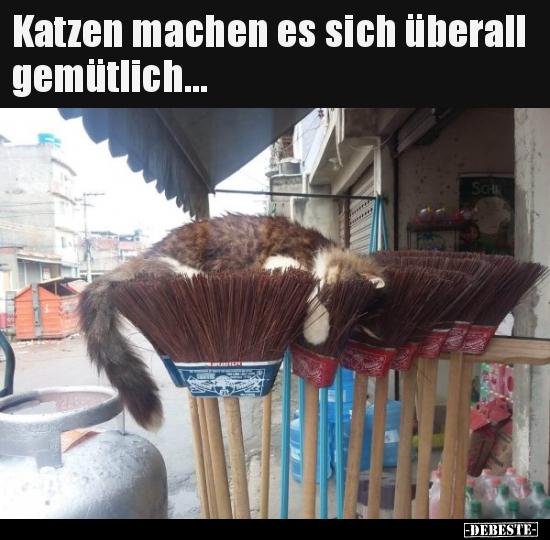 Lustige Bilder zum Thema: Machen, Katzen, Katze, Gemütlich