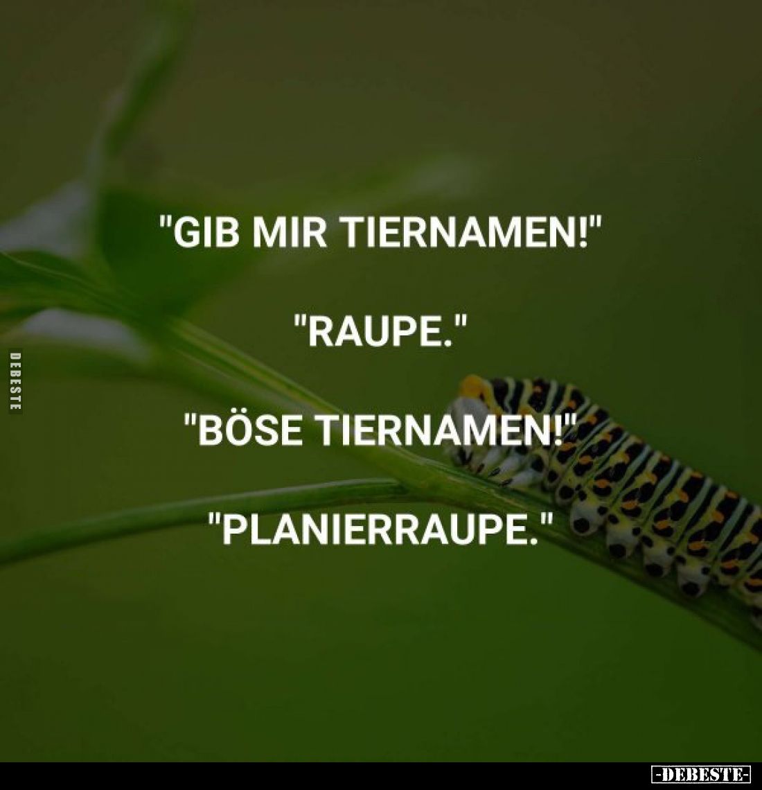 "Gib mir Tiernamen!"
"Raupe."
"Böse Tiernamen!"
"Planierraupe."