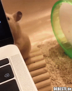 Lass mich sehen! Ich möchte sehen!