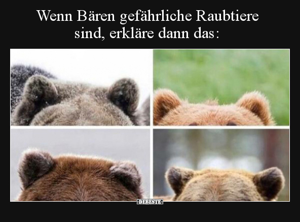 Wenn Bären gefährliche Raubtiere sind, erkläre dann.. - Lustige Bilder | DEBESTE.de