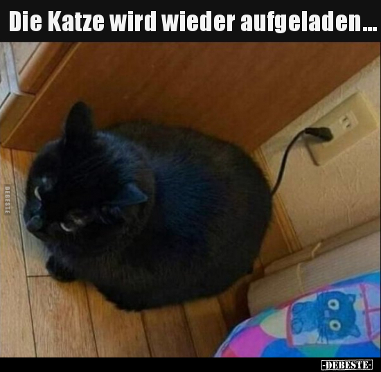 Die Katze wird wieder aufgeladen...