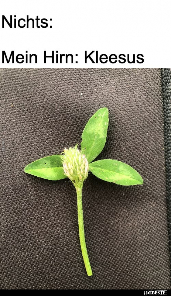 Nichts: Mein Hirn: Kleesus