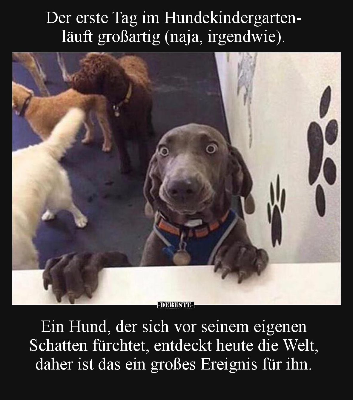Der erste Tag im Hundekindergarten- läuft großartig (naja, irgendwie).

Ein Hund, der sich vor seinem eigenen Schatten fürc...