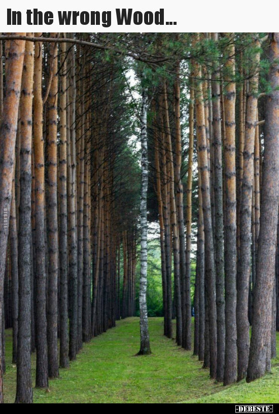 In the wrong Wood...