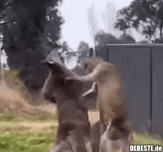  - Lustige Bilder | DEBESTE.de