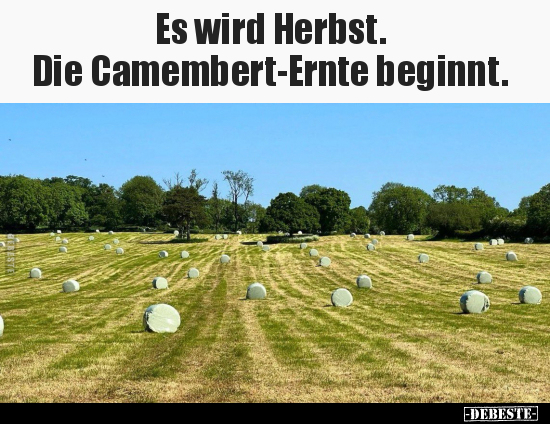 Es wird Herbst. Die Camembert-Ernte beginnt... - Lustige Bilder | DEBESTE.de