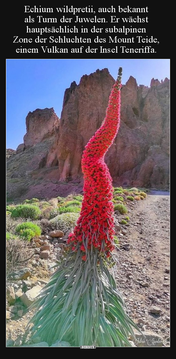 Echium wildpretii, auch bekannt als Turm der Juwelen... - Lustige Bilder | DEBESTE.de