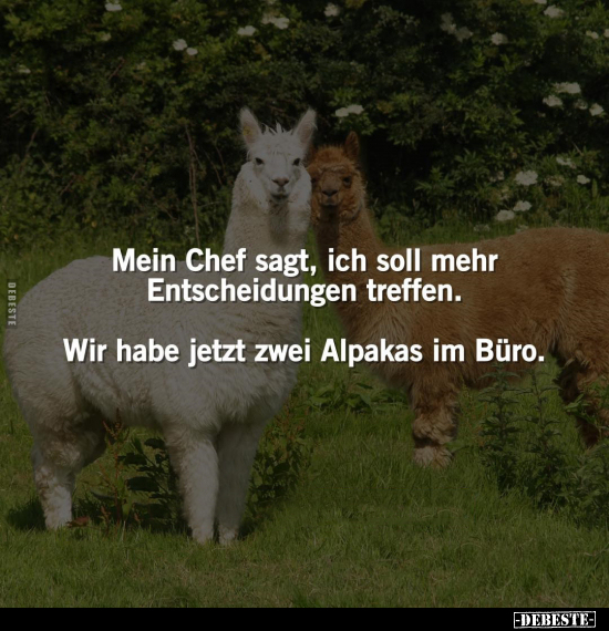 Chef, Treffen, Alpakas, Büro