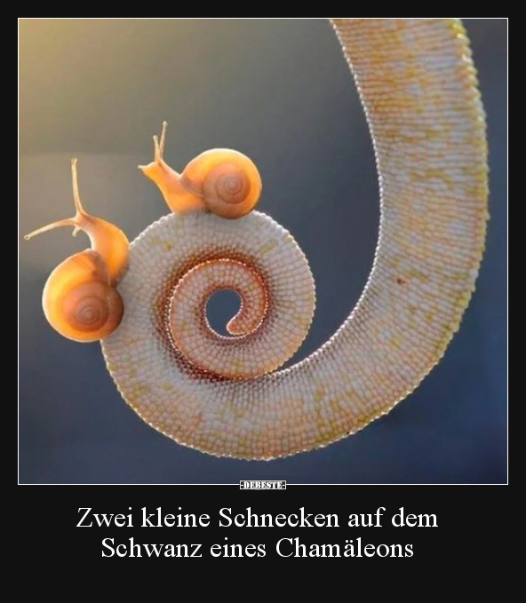 Zwei kleine Schnecken auf dem Schwanz eines Chamäleons.. - Lustige Bilder | DEBESTE.de
