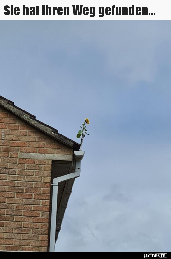 Sie hat ihren Weg gefunden...