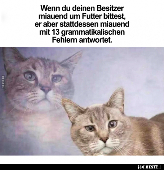 Wenn du deinen Besitzer miauend um Futter bittest.. - Lustige Bilder | DEBESTE.de