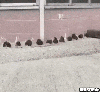  - Lustige Bilder | DEBESTE.de