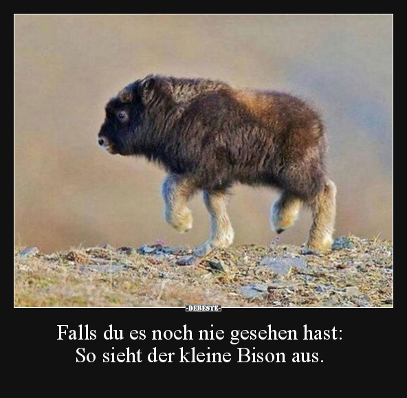 Falls du es noch nie gesehen hast: So sieht der kleine.. - Lustige Bilder | DEBESTE.de