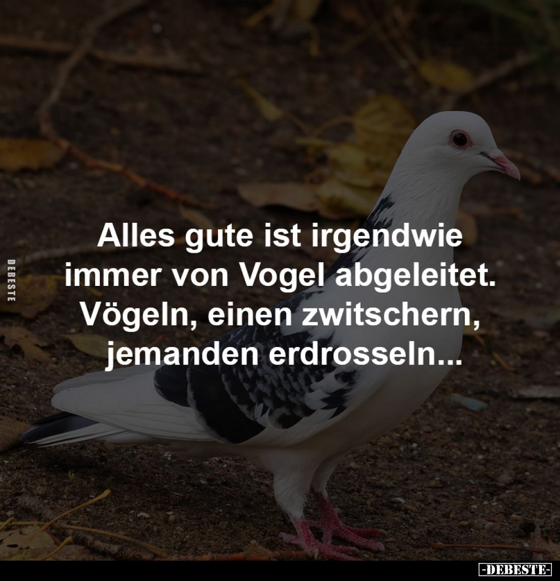 Alles gute ist irgendwie 
immer von Vogel abgeleitet. 
Vögeln, einen zwitschern, 
jemanden erdrosseln...