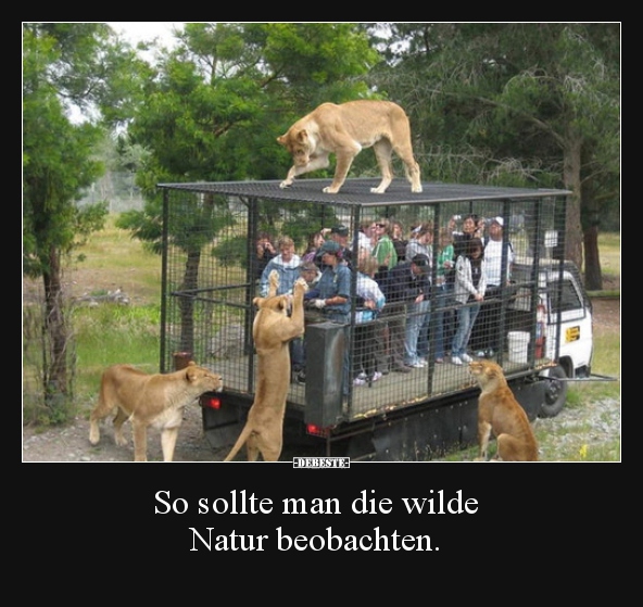 So sollte man die wilde Natur beobachten... - Lustige Bilder | DEBESTE.de