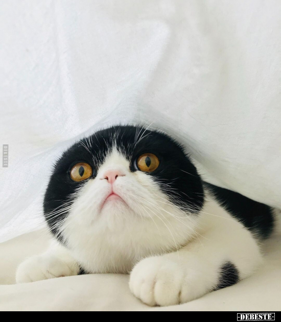  - Lustige Bilder | DEBESTE.de