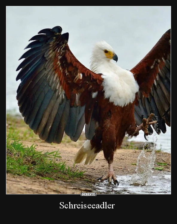 Schreiseeadler