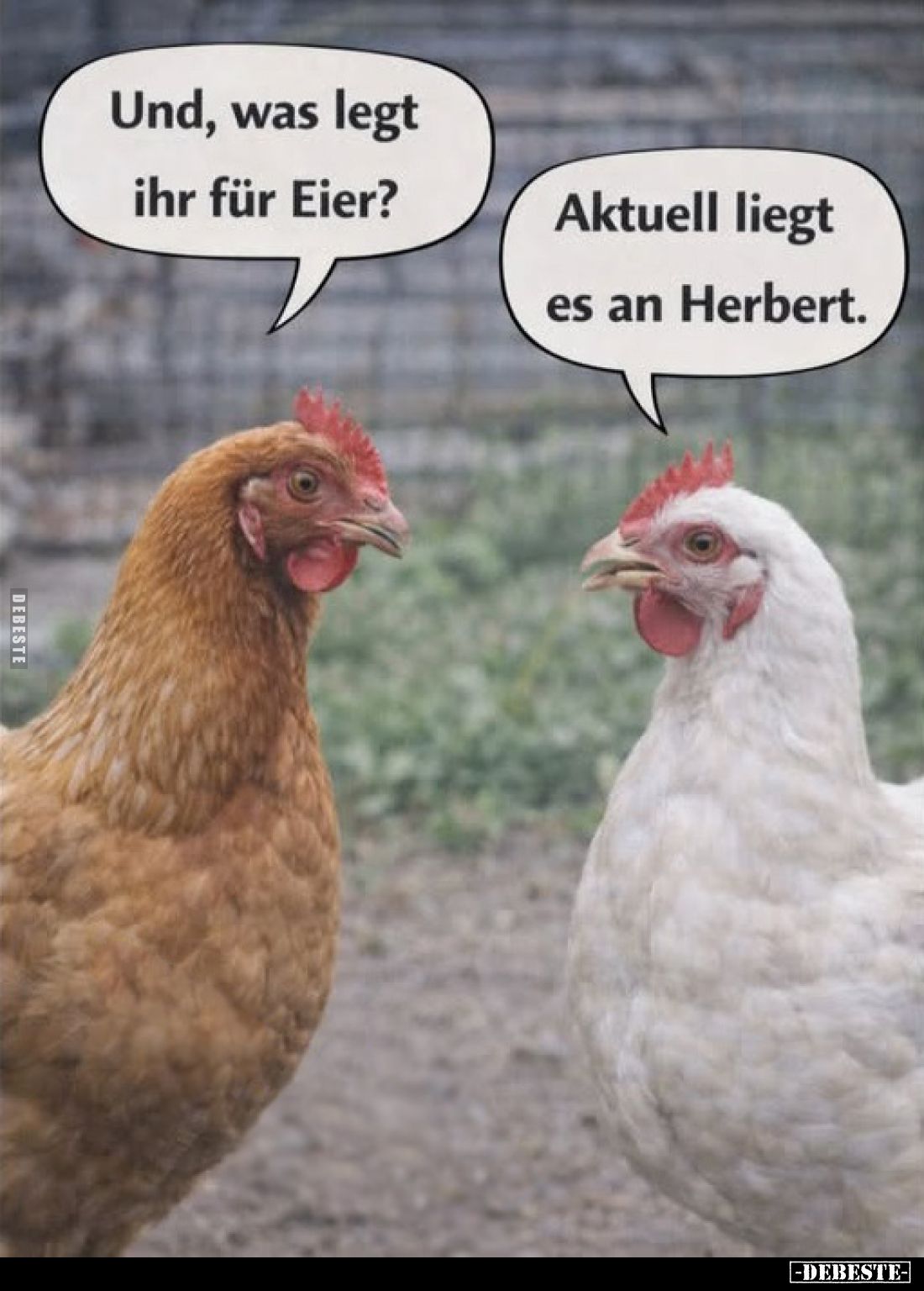 Und, was legt ihr für Eier? Aktuell liegt es an Herbert.. - Lustige Bilder | DEBESTE.de