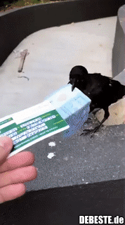 Mensch, wie konntest du nur?