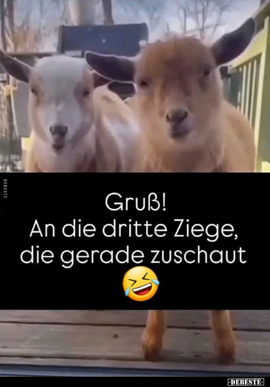 Fahren, Ziege