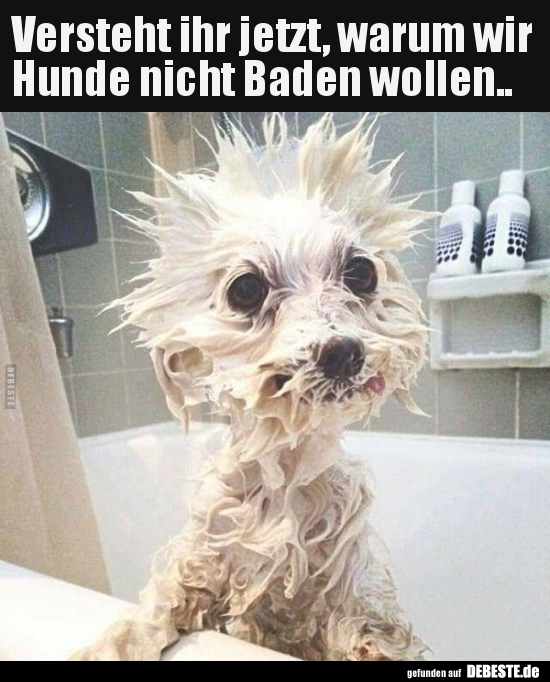 Versteht ihr jetzt, warum wir Hunde nicht Baden.. - Lustige Bilder | DEBESTE.de