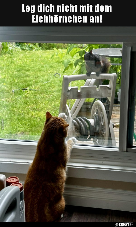 Leg dich nicht mit dem Eichhörnchen an!..