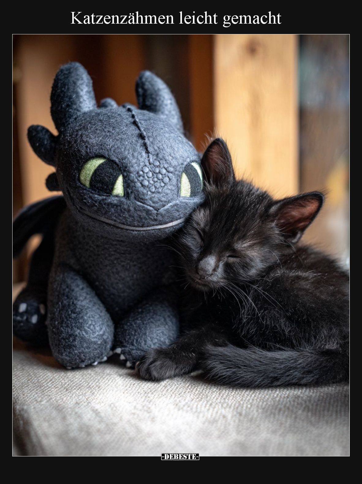 Katzenzähmen leicht gemacht