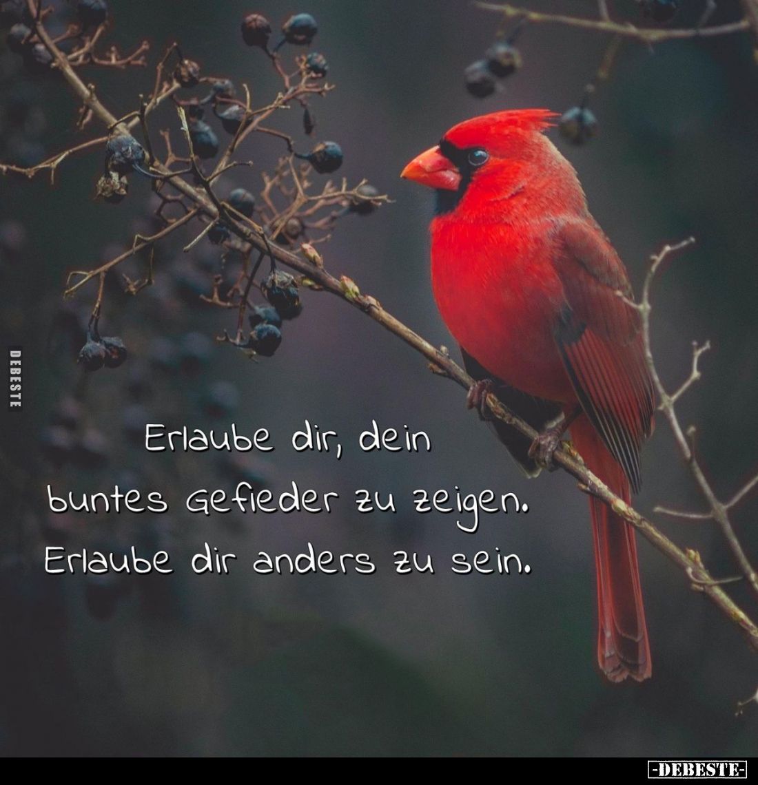 Erlaube dir, dein buntes Gefieder zu zeigen. Erlaube dir anders zu sein.