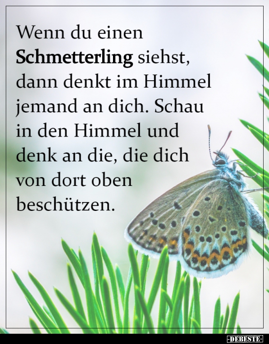 Wenn du einen Schmetterling siehst, dann denkt im Himmel.. - Lustige Bilder | DEBESTE.de